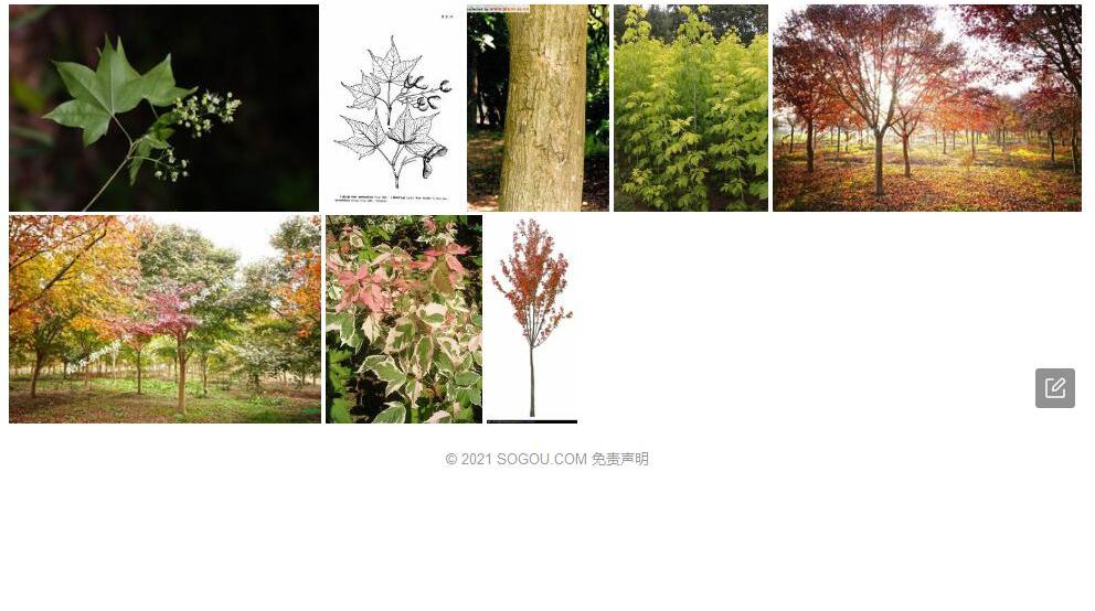 瑶山槭照片和图片/