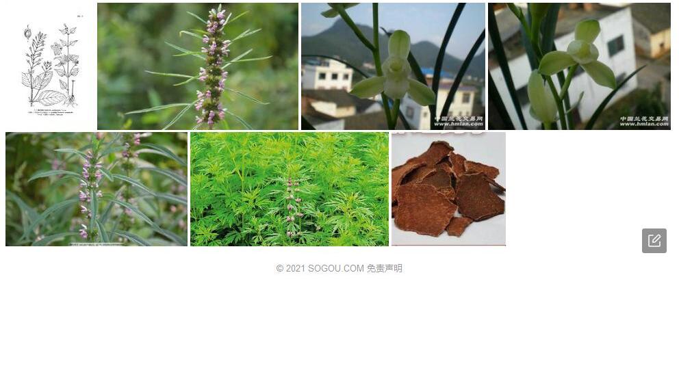 瑶山母草照片和图片/