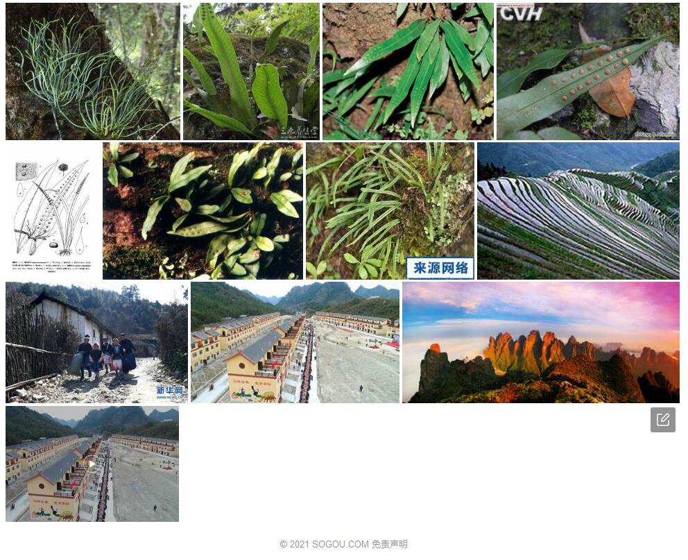 瑶山瓦韦照片和图片/