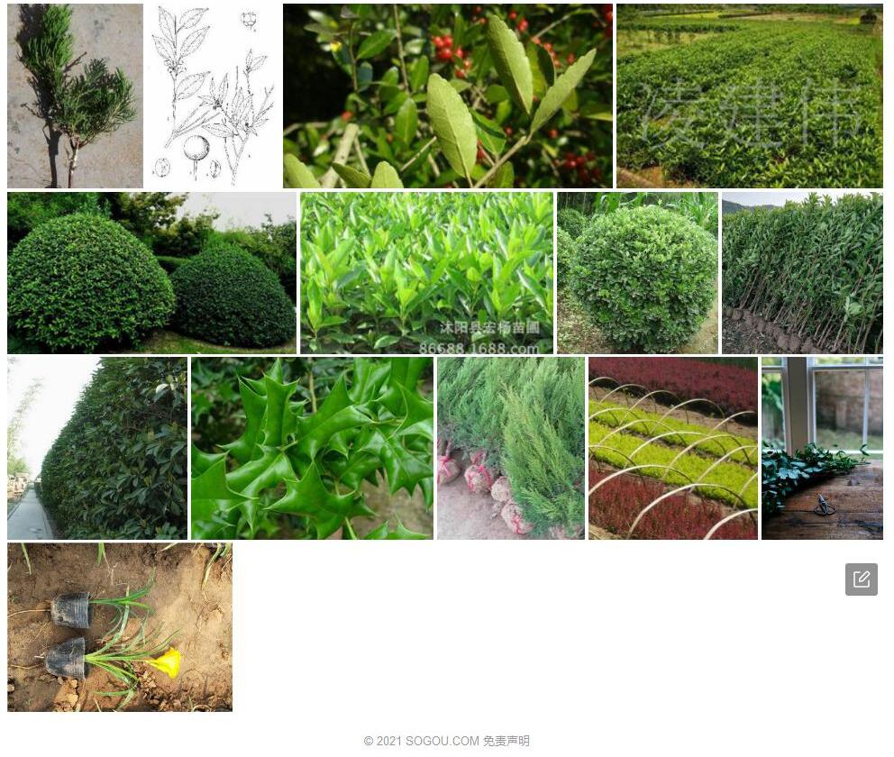 瑶山细枝冬青照片和图片/