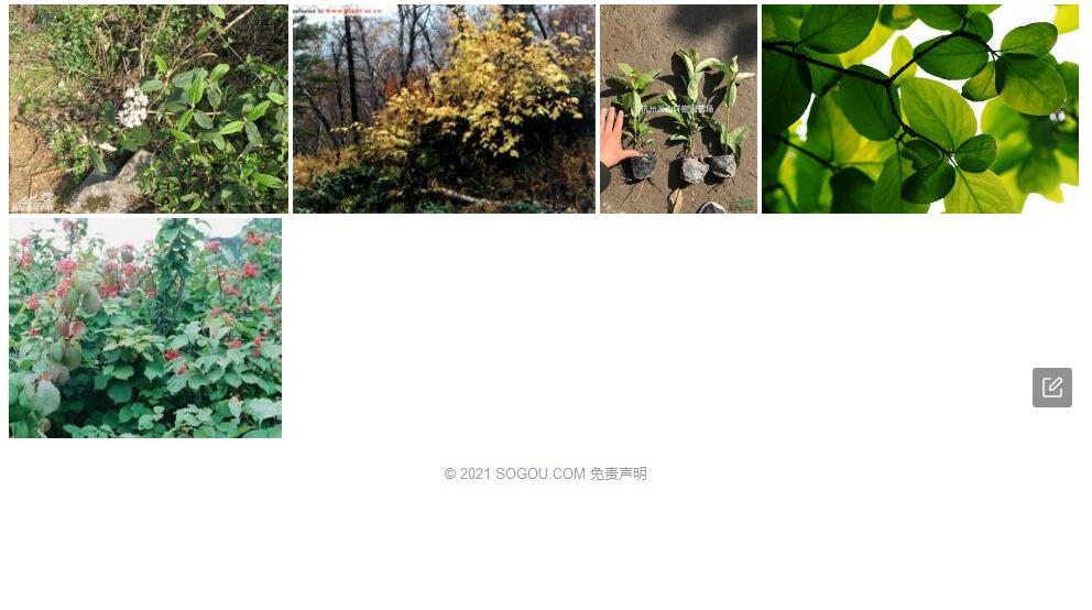 瑶山荚蒾照片和图片/