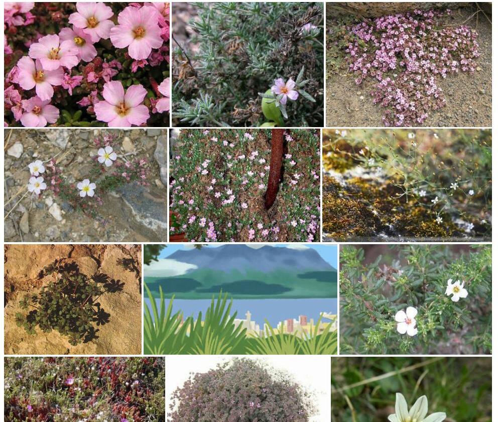 瓣鳞花照片和图片/