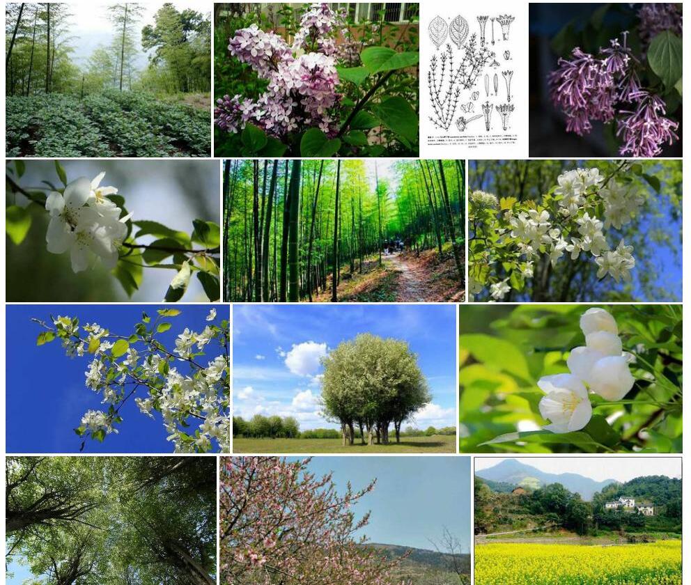 瓦山野丁香照片和图片/