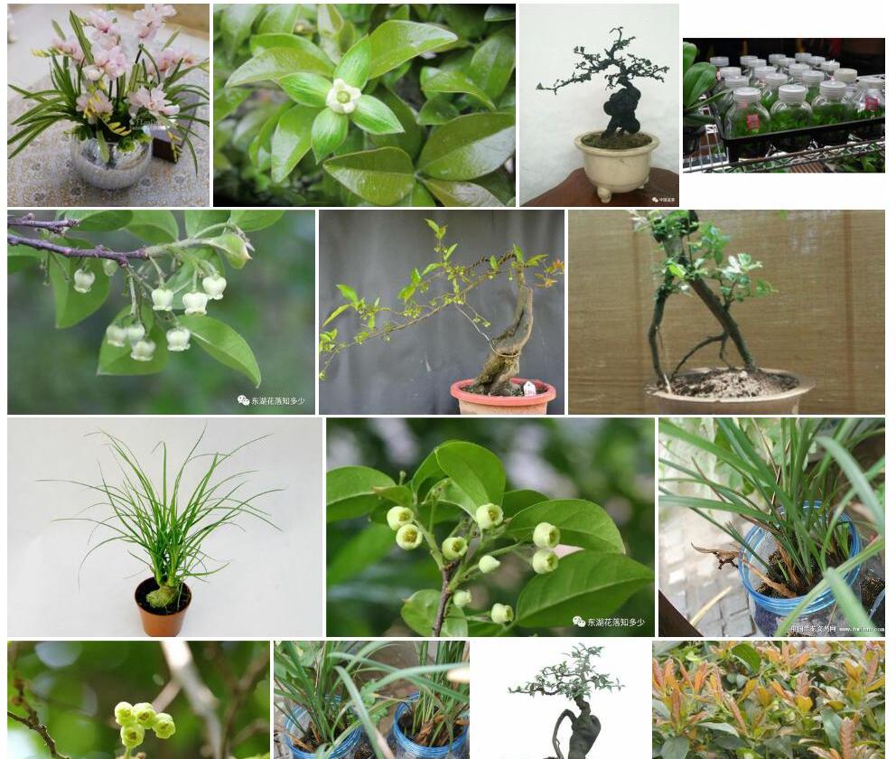 瓶兰花照片和图片/