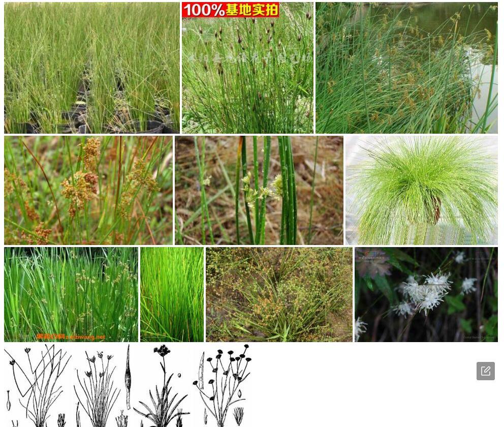 甘川灯心草照片和图片/