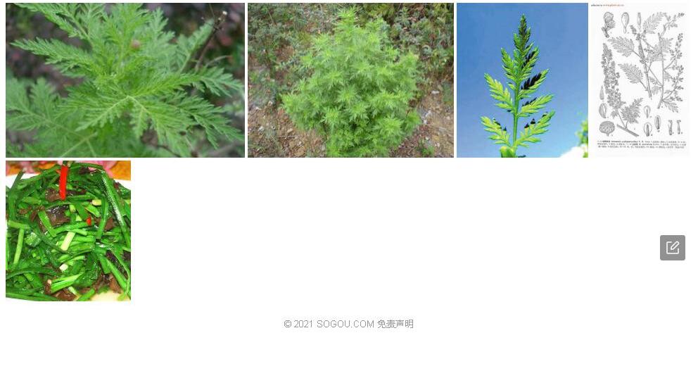 甘新青蒿照片和图片/