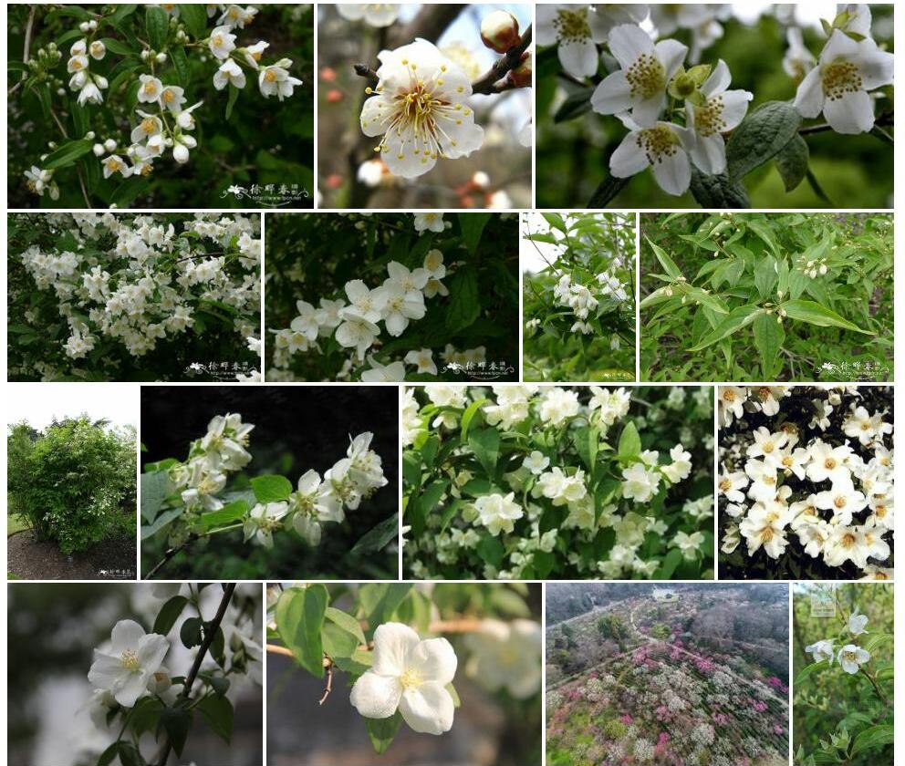 甘肃山梅花照片和图片/