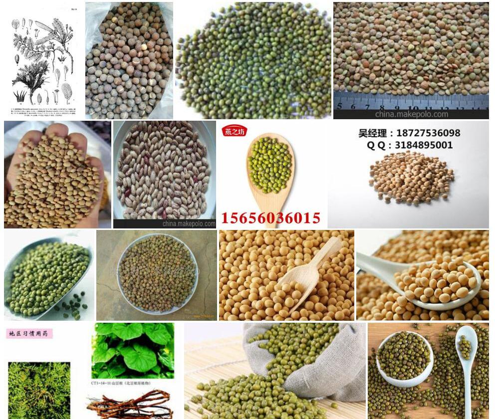 甘肃旱雀豆照片和图片/