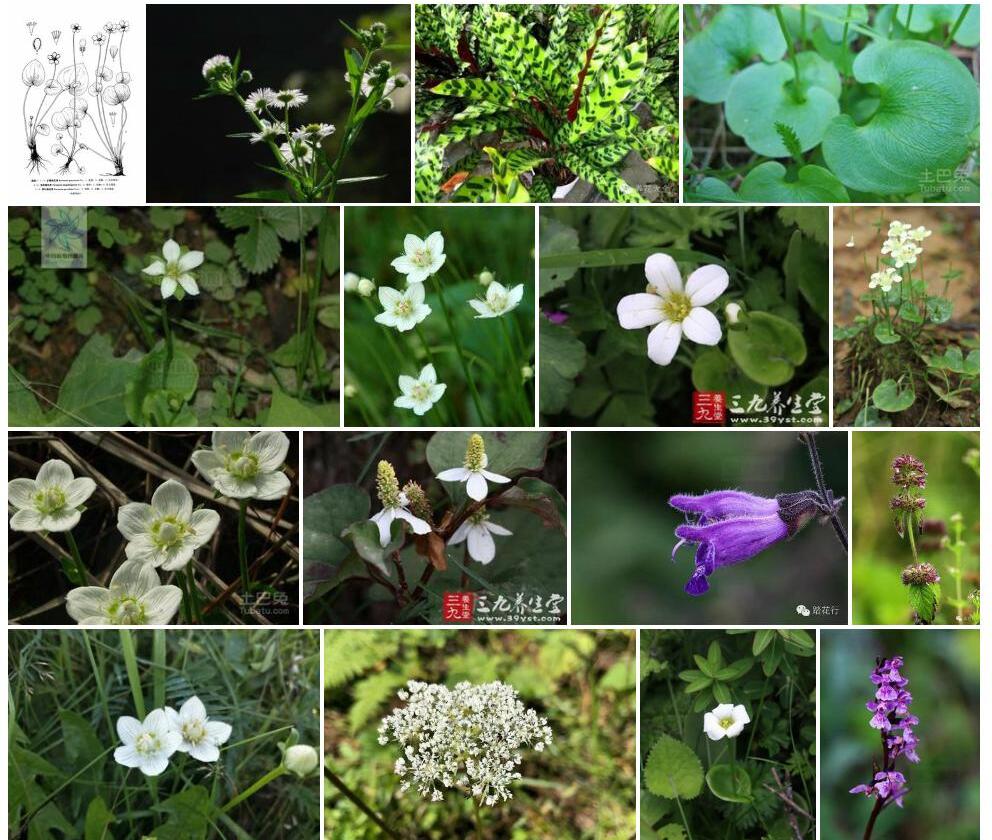 甘肃梅花草照片和图片/