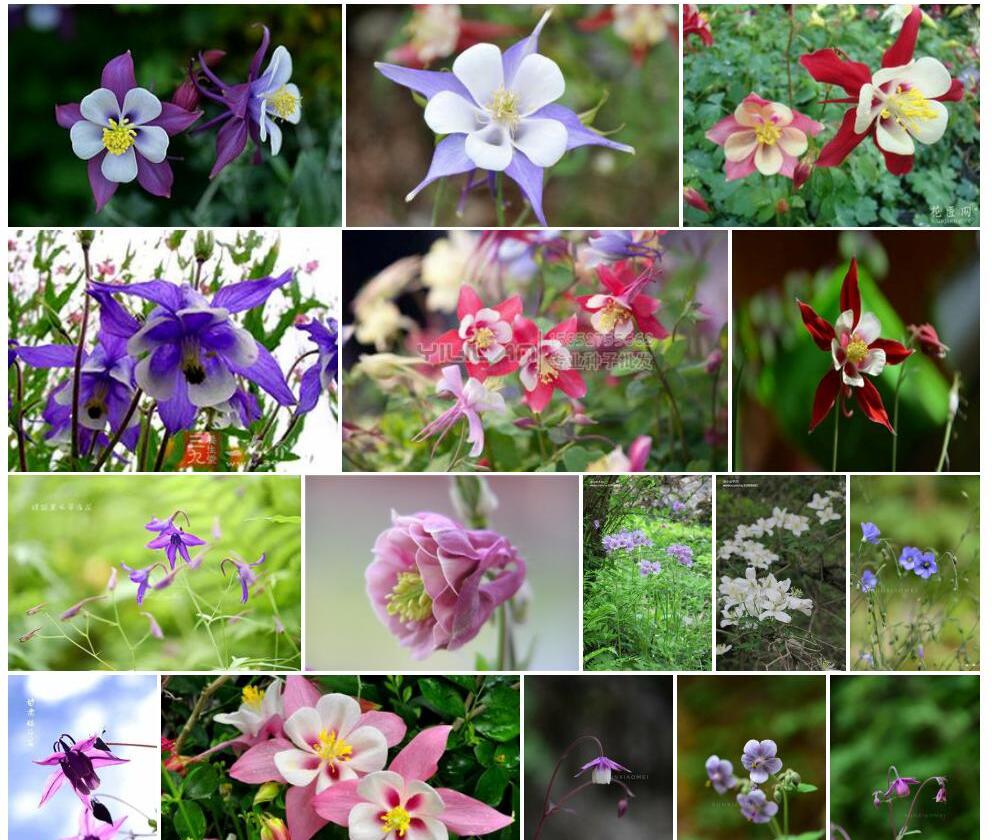甘肃耧斗菜照片和图片/