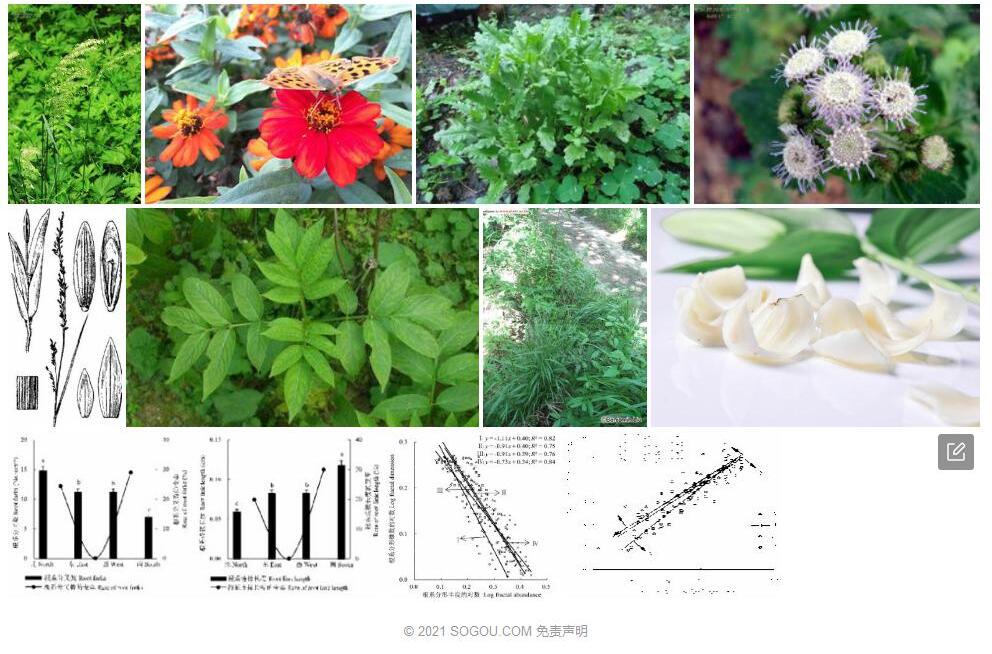甘肃臭草照片和图片/
