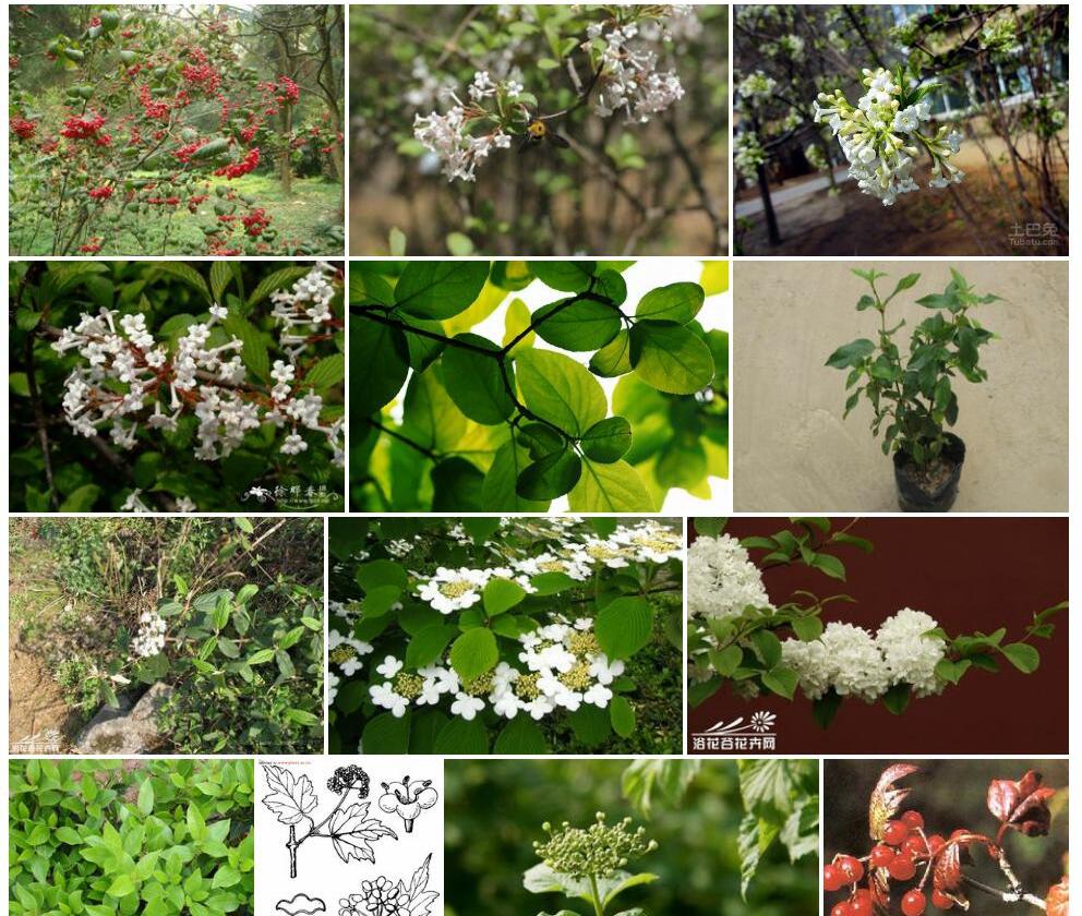 甘肃荚蒾照片和图片/