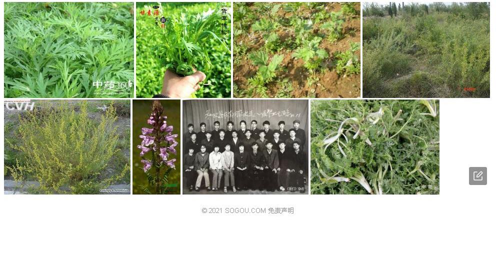 甘肃蒿照片和图片/