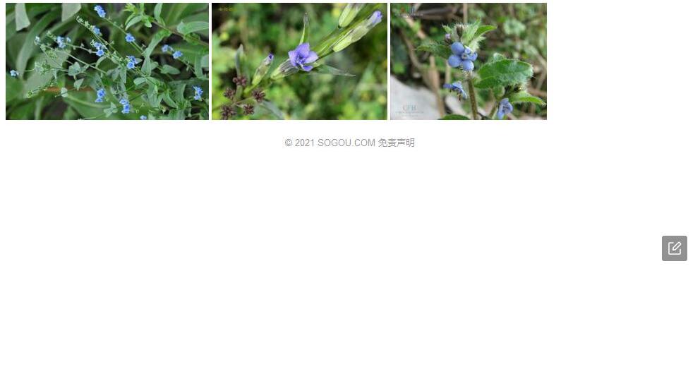 甘青琉璃草照片和图片/