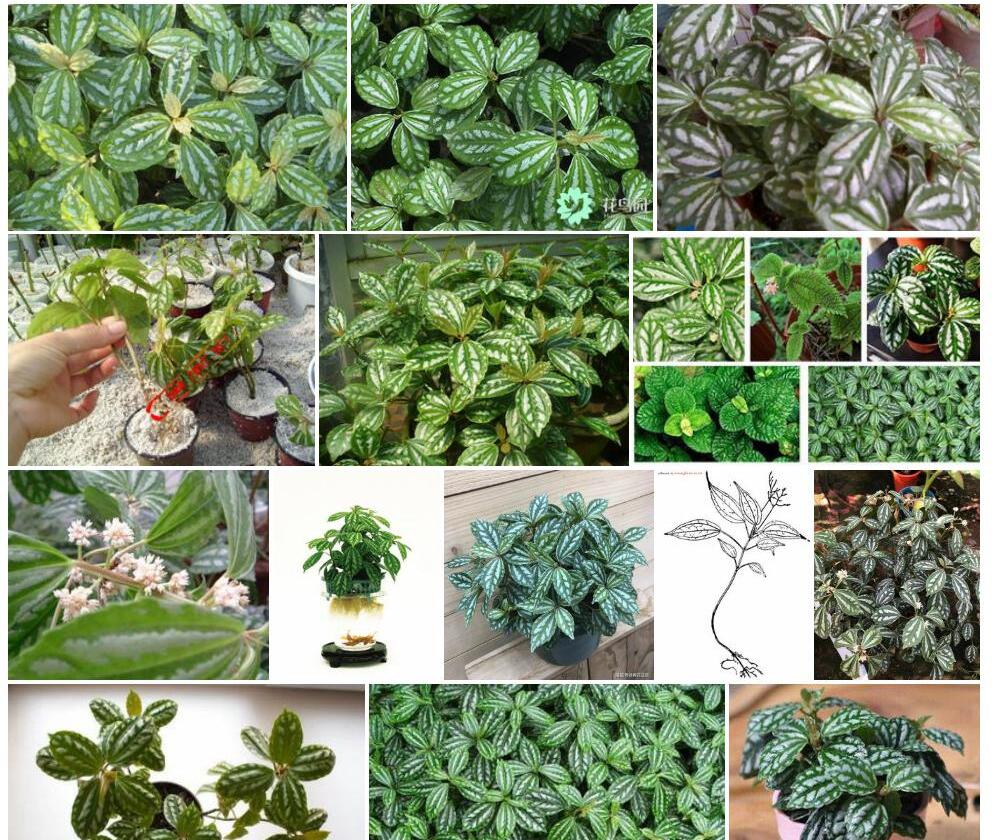 生根冷水花照片和图片/