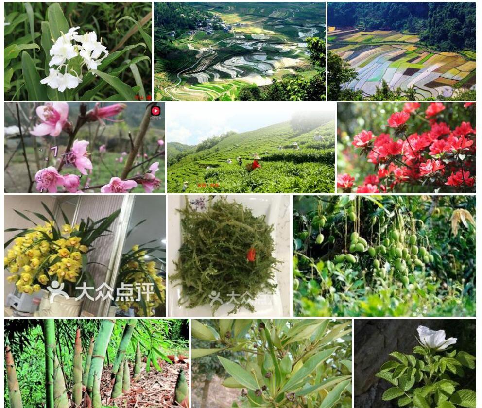 田林姜花照片和图片/