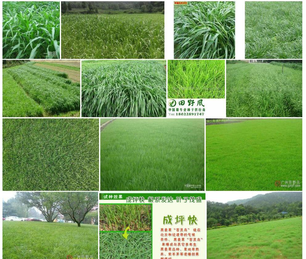 田野黑麦草照片和图片/