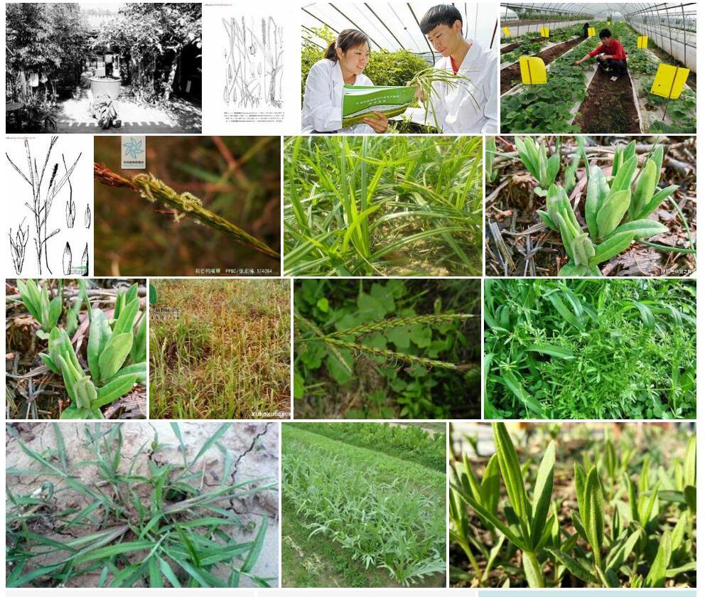 田间鸭嘴草照片和图片/