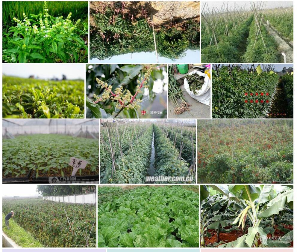 田阳香草照片和图片/