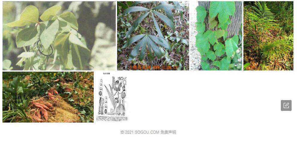 电白省藤照片和图片/
