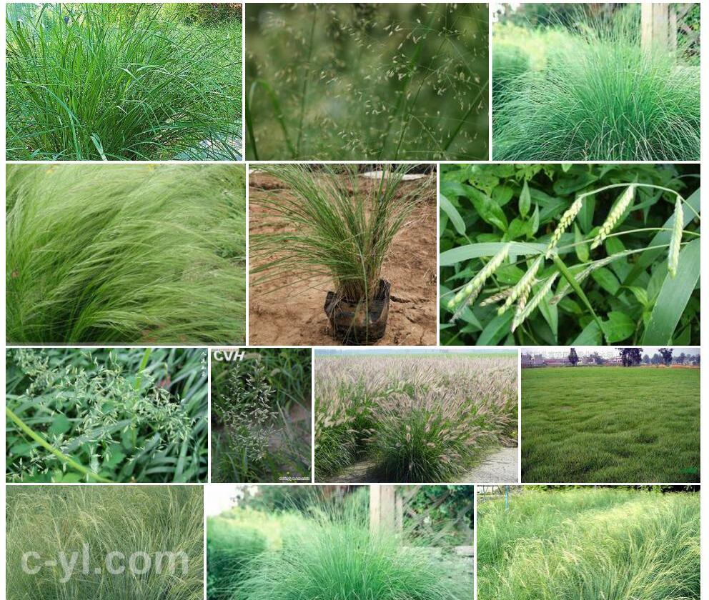 画眉草照片和图片/