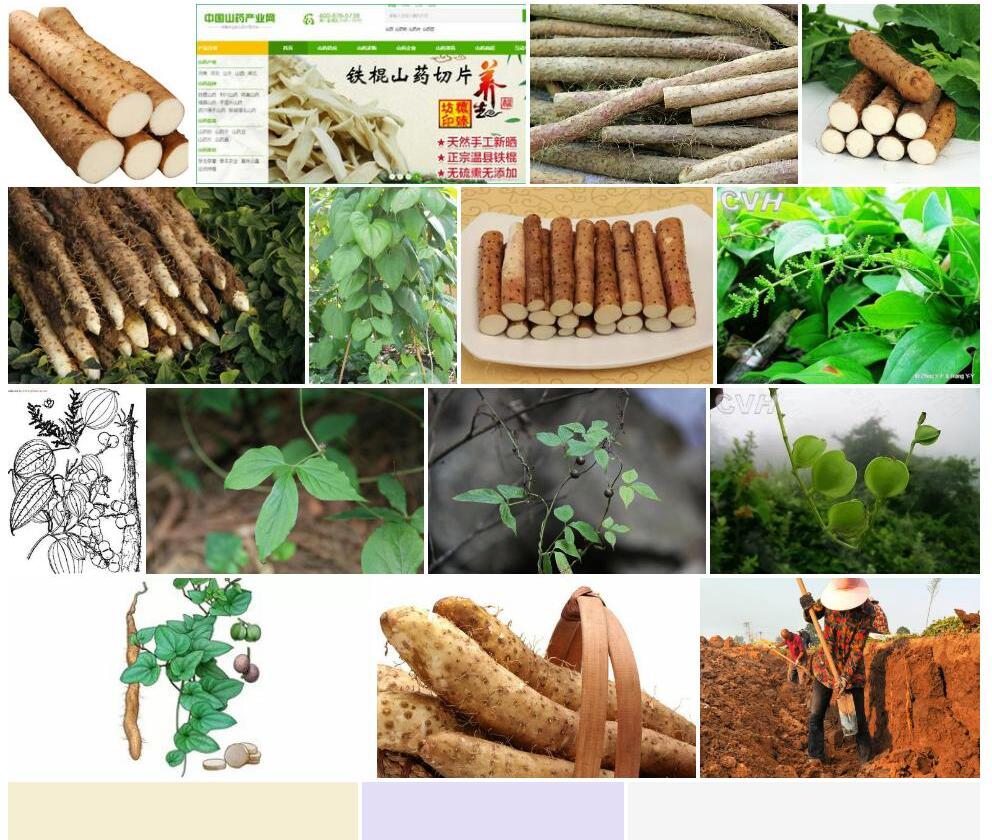 略毛薯蓣照片和图片/