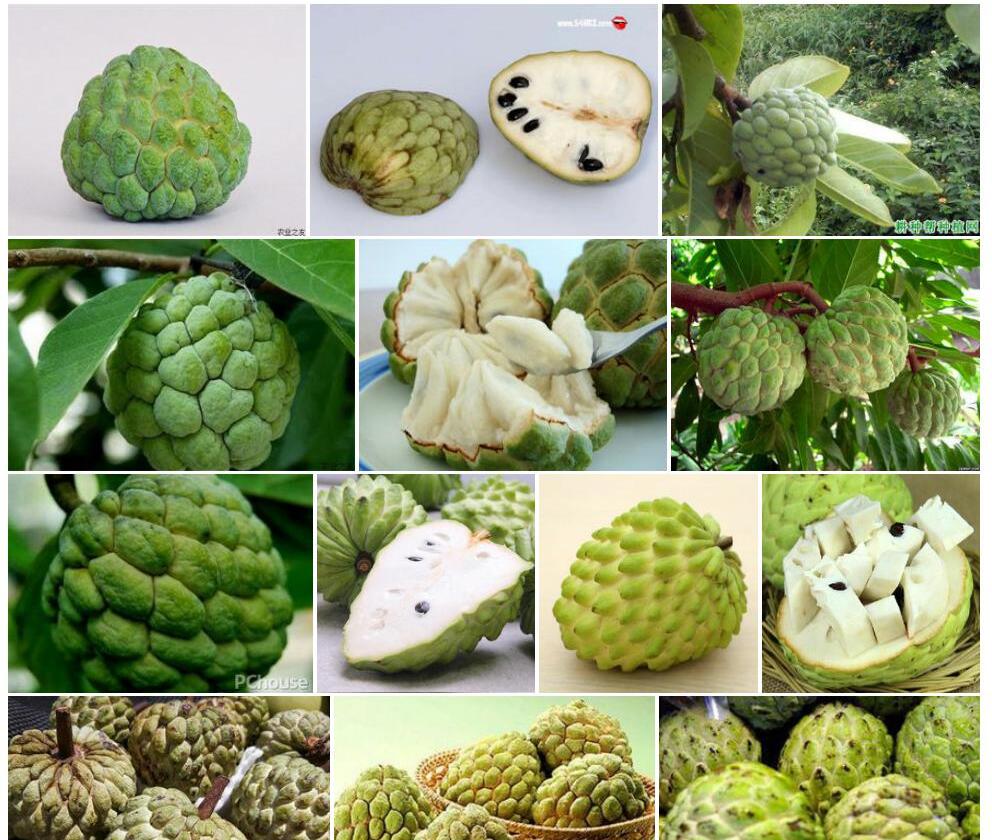 番荔枝照片和图片/