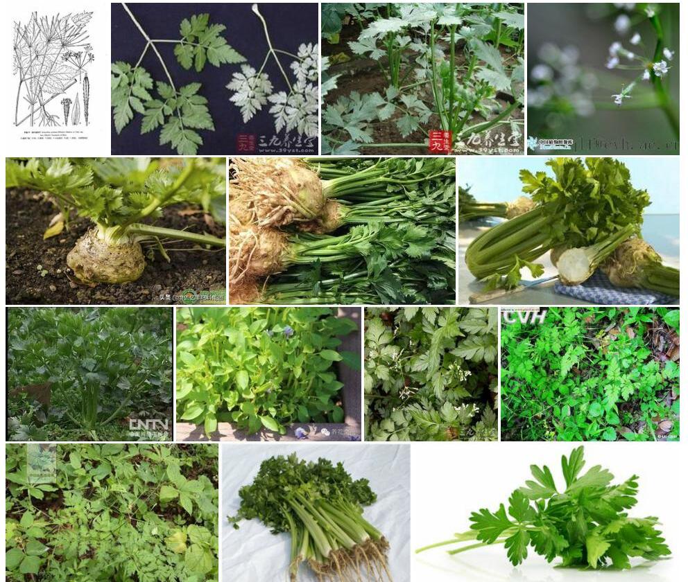 疏叶香根芹照片和图片/