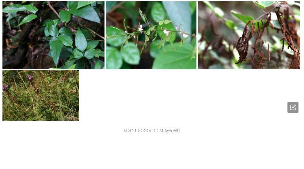 疏果山蚂蝗照片和图片/