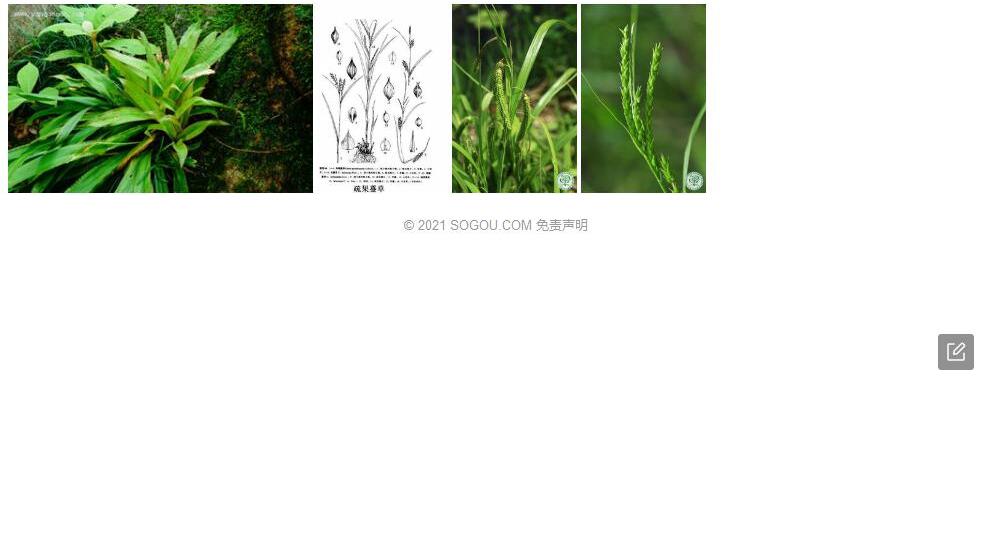 疏果薹草照片和图片/