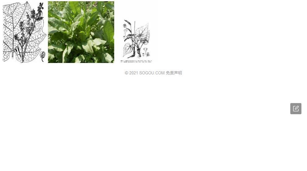 疏枝大黄照片和图片/