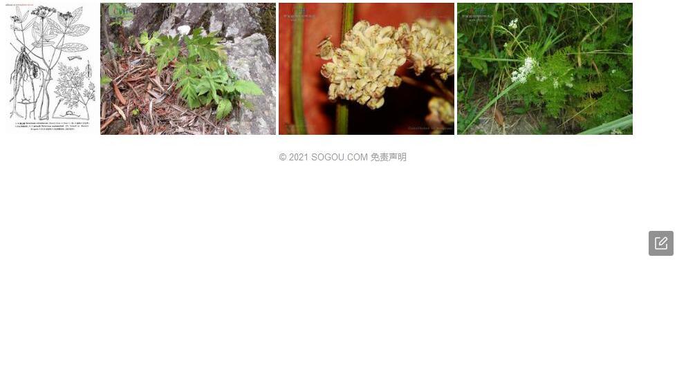 疏毛山芹照片和图片/