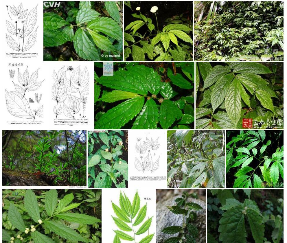疏毛楼梯草照片和图片/