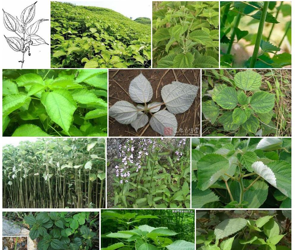 疏毛水苎麻照片和图片/
