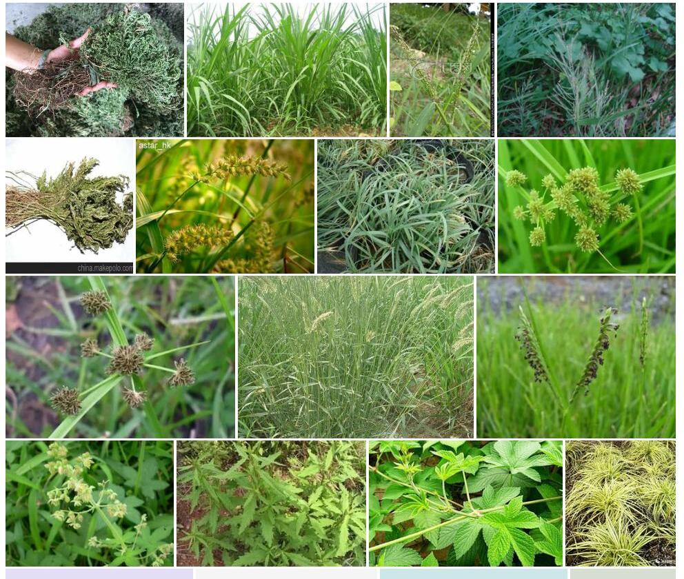 疏穗梭罗草照片和图片/