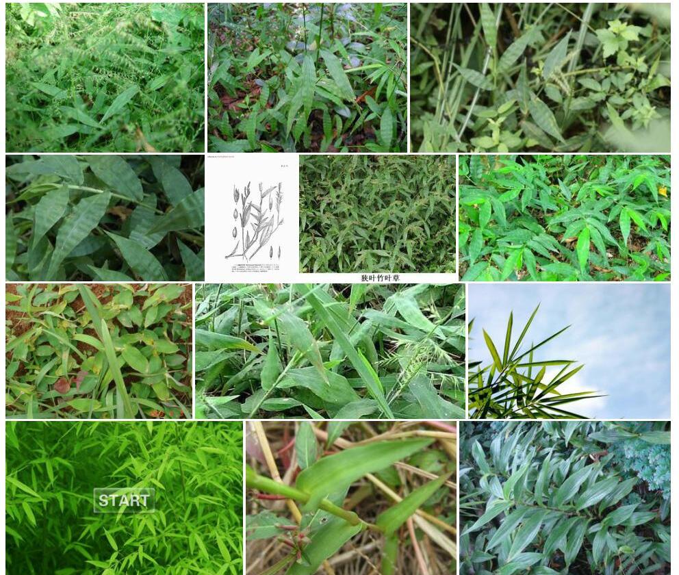 疏穗竹叶草照片和图片/
