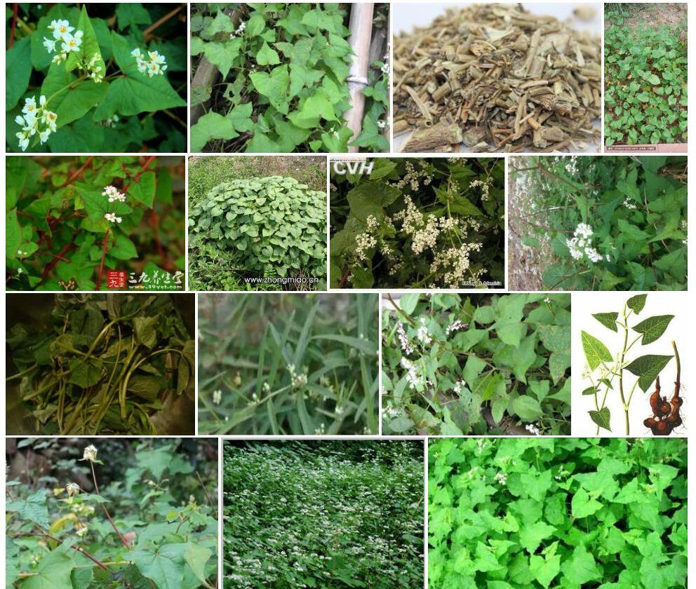 疏穗野荞麦照片和图片/
