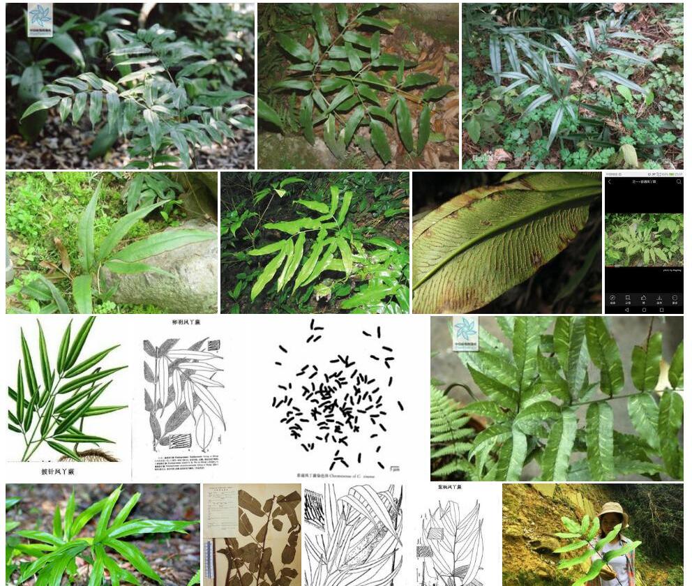 疏网凤丫蕨照片和图片/