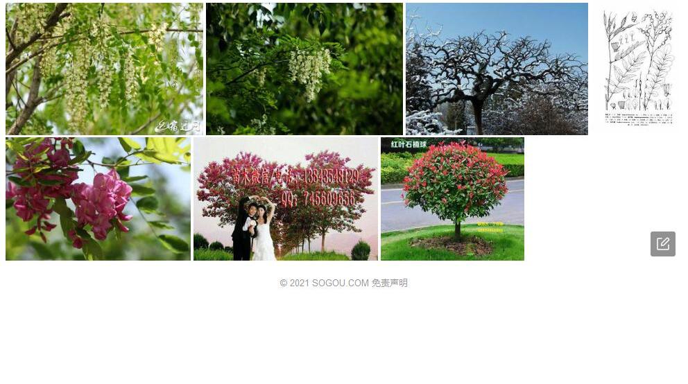疏节槐照片和图片/
