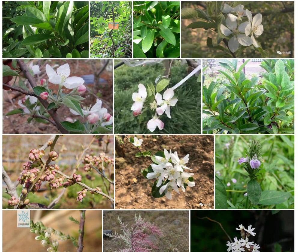 疏花丁公藤照片和图片/