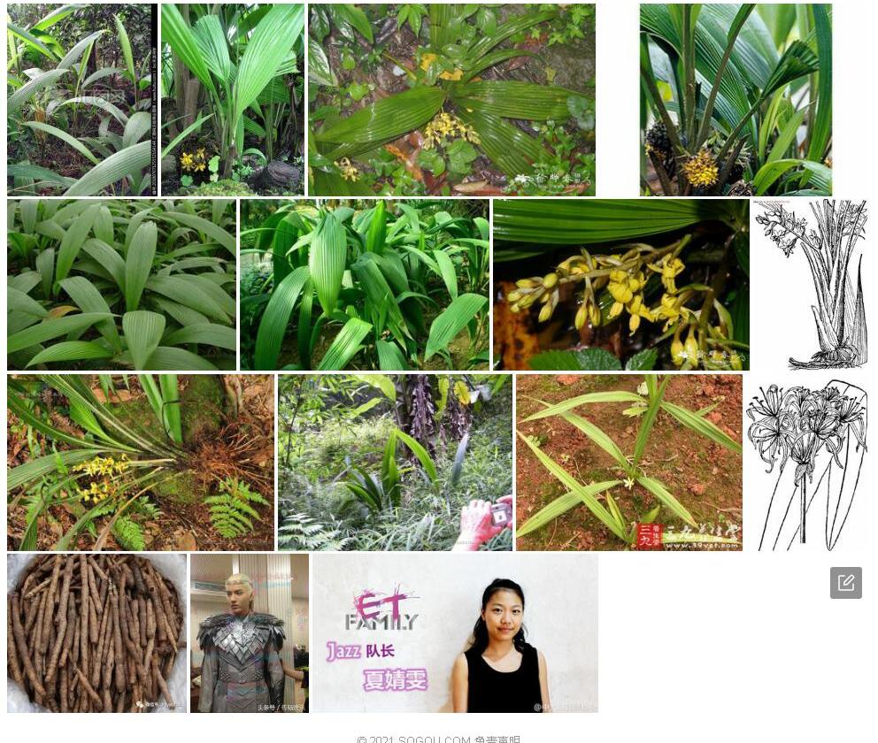 疏花仙茅照片和图片/