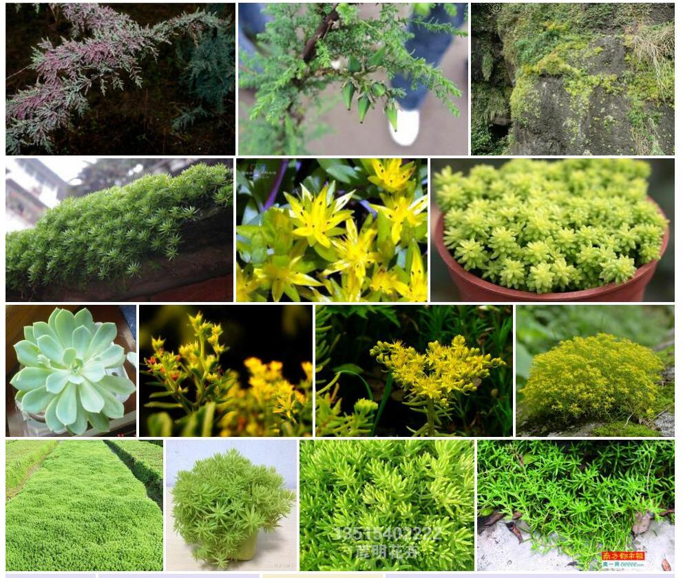 疏花佛甲草照片和图片/