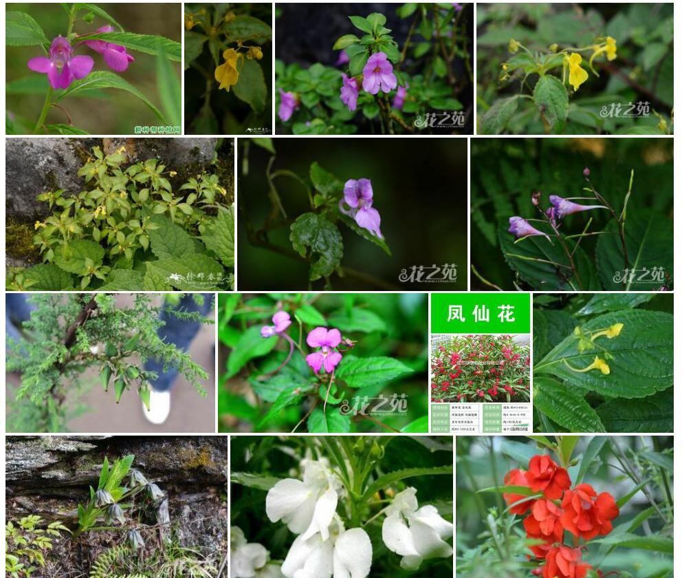 疏花凤仙花照片和图片/