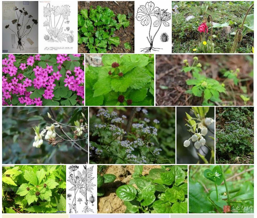 疏花变豆菜照片和图片/