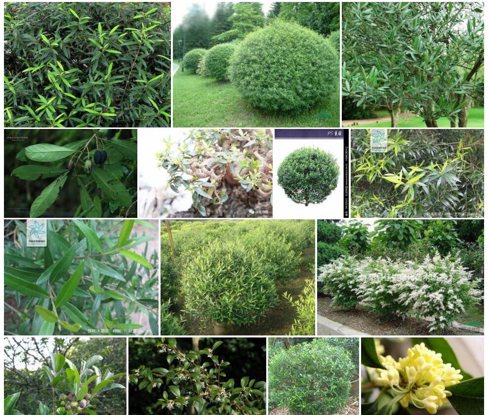 疏花木犀榄照片和图片/