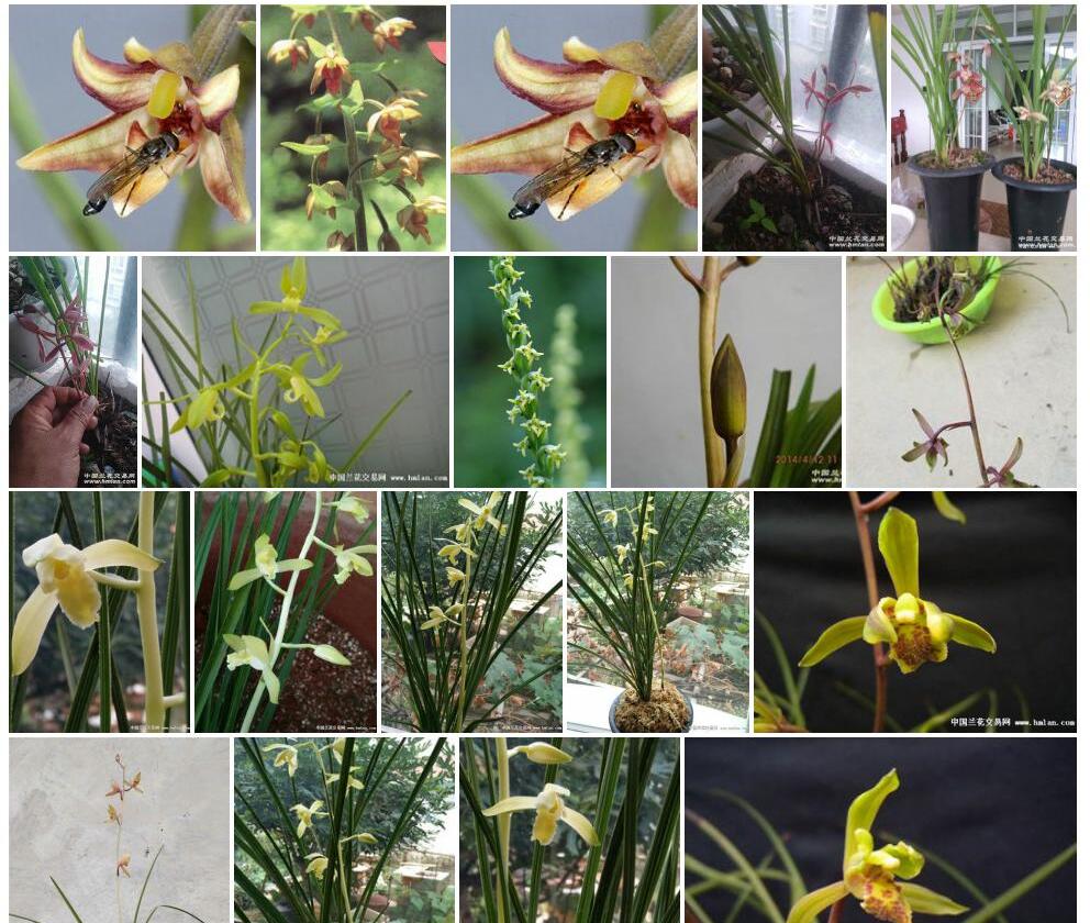 疏花火烧兰照片和图片/
