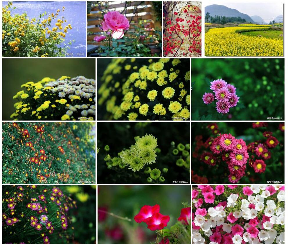 疏花篱蓼照片和图片/