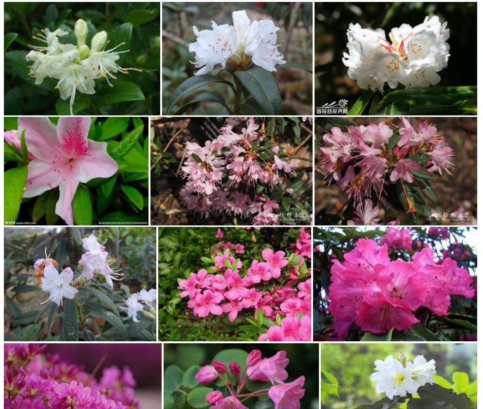 疏花糙叶杜鹃照片和图片/