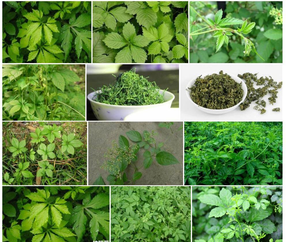 疏花绞股蓝照片和图片/