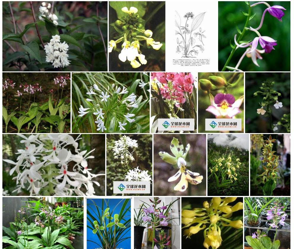 疏花虾脊兰照片和图片/